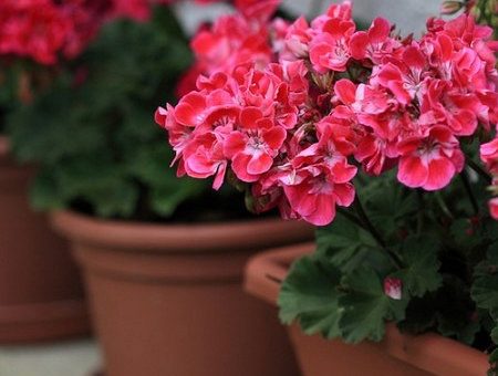 Цветы герань фото – уход в домашних условиях для начинающих, чтобы растение цвело, проведение обрезки зимой, фото, видео