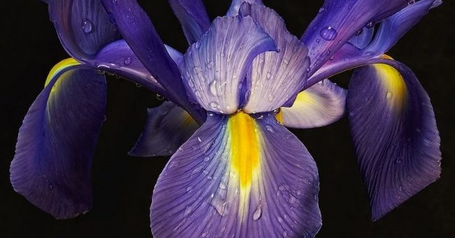 Цветы ирис фото – сорта и виды, синие, белые, желтые, фиолетовые, красные, голубые, розовые разновидности, видео