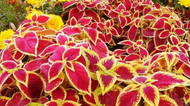 Цветы колеус фото посадка и уход – уход в домашних условиях , выращивание, размножение, посадка, пересадка, обрезка, виды, фото растения