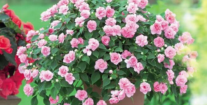 Цветы комнатные фото бальзамин – фото комнатного травянистого растения, правила ухода и посадки в открытый грунт и в домашних условиях, трудности выращивания цветка