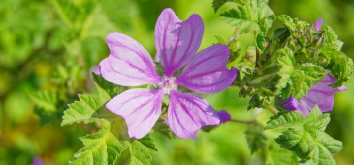 Цветы мальва посадка и уход фото – Цветок мальва – посадка и уход в открытом грунте. Выращивание мальвы из семян, способы размножения. Описание, виды. Фото — Flowertimes.ru