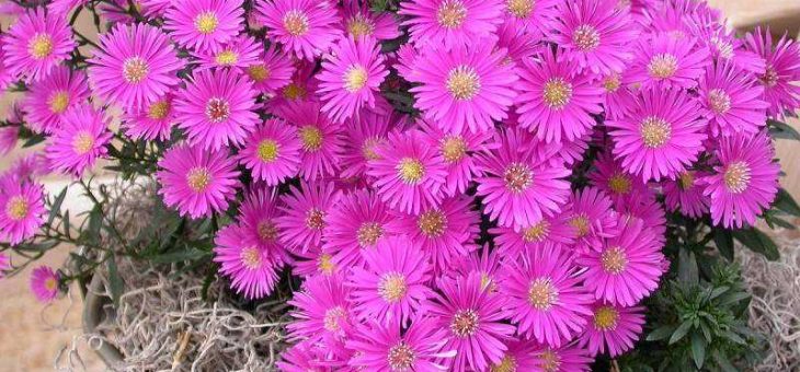 Цветы многолетние астры фото – из семян, из рассады, в открытом грунте, многолетняя, кустарниковые сорта, посадка, когда сажать, подкормка, полив, уход (15 фото)