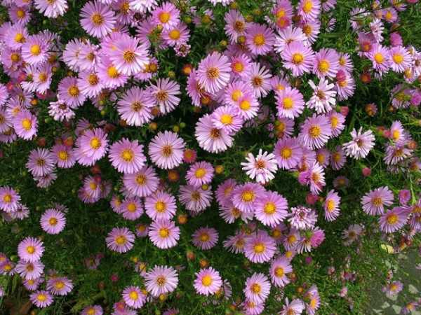 Многолетние цветы для дачи неприхотливые долгоцветущие фото