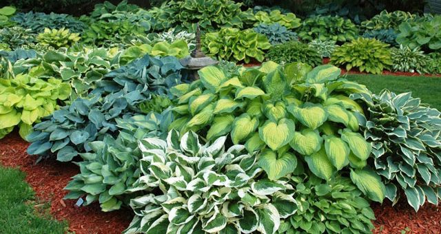 Цветы многолетники хоста