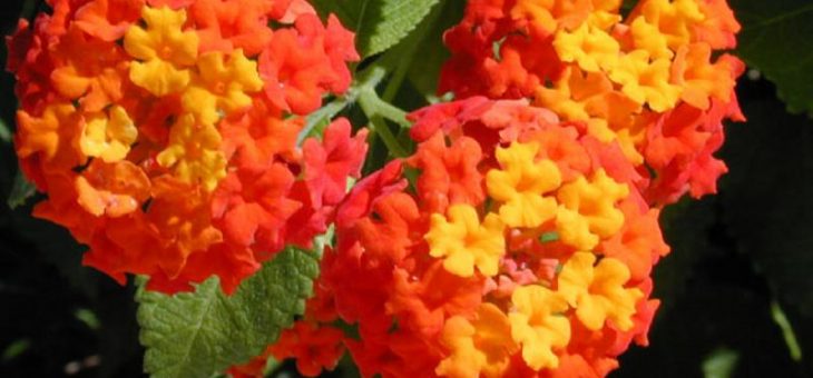 Цветы на потолке фото – Тропические цветы на потолке и их сочетание с интерьером | Мос Силинг — установка натяжных потолков в Москве и Подмосковье