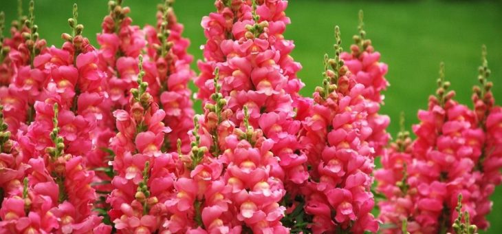 Цветы похожие на львиный зев – когда сажать, выращивание из семян, посадка, уход, ампельный многолетний цветок антирринум в саду