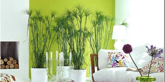 Цветы в комнате интерьер – Комнатные растения в интерьере квартиры 🚩 проект комнатные растения в интерьере квартиры 🚩 Дизайн квартиры