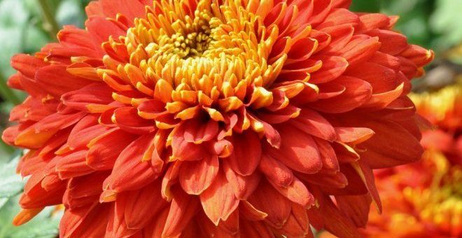 Цветы хризантемы осенние – Цветы сентября на дачных участках. Подборка статей и видео на сайте 7 дач