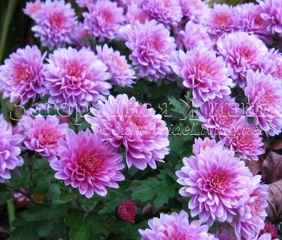 Цветы хризантемы желтые – Цветы хризантемы. Хризантема комнатная, корейская, садовая, кустовая хризантема. Выращивание хризантем, уход, посадка и размножение.