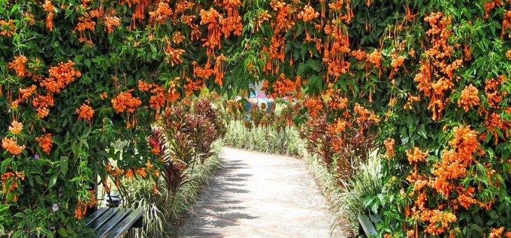 Декоративная жимолость фото – Жимолость декоративная, фото, посадка и уход. — Плодово-ягодные кустарники — Ваша дача — Каталог статей