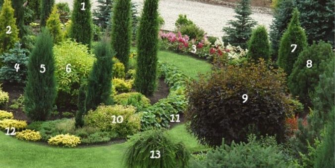 Декоративные деревья хвойные – декоративные растения,ландшафтный дизайн,хвойные,деревья,кустарники,саженцы,плодовые,декоративные растения,декоративные растения