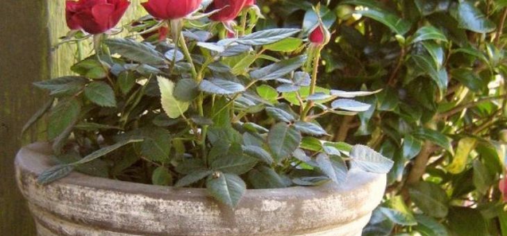 Декоративные комнатные розы – правила посадки, оптимальные условия выращивания, особенности ухода, агротехника летом, осенью, зимой, весной