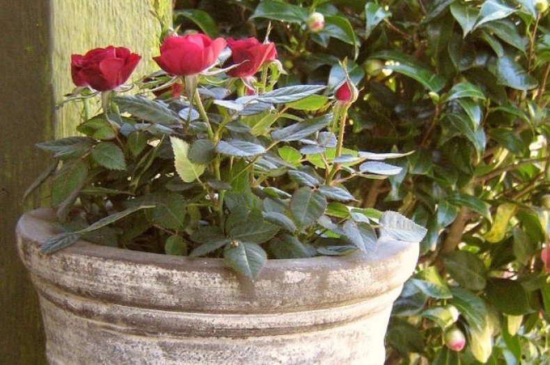Роза кордана на участке фото