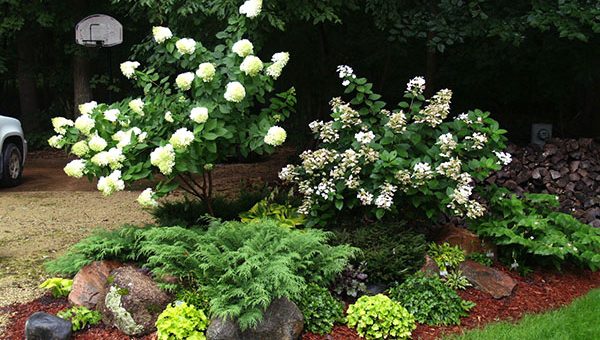 Декоративные кустарники для сада красивые – Красивые декоративные кустарники для сада и дачи — фото с названиями, низкие и высокие кусты, фото, видео |