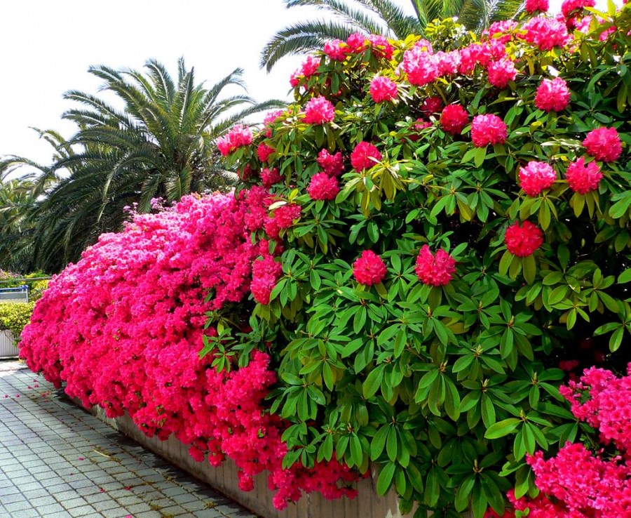 Декоративные кустарники фото и названия с красивыми