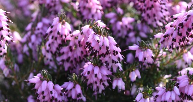 Декоративные кустарники с белыми цветами названия и фото – фото и название растений, цветущих розовыми бутонами, многолетние садовые культуры