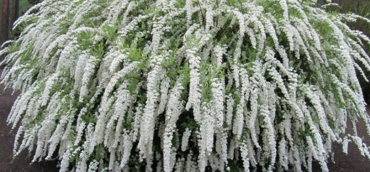 Декоративные кусты для дачи – Декоративные кустарники для дачи — низкорослые, морозоустойчивые и видео об уходе