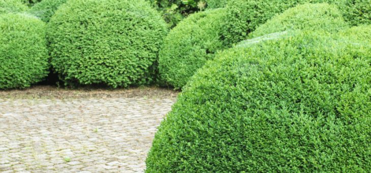 Декоративные кусты фото и названия