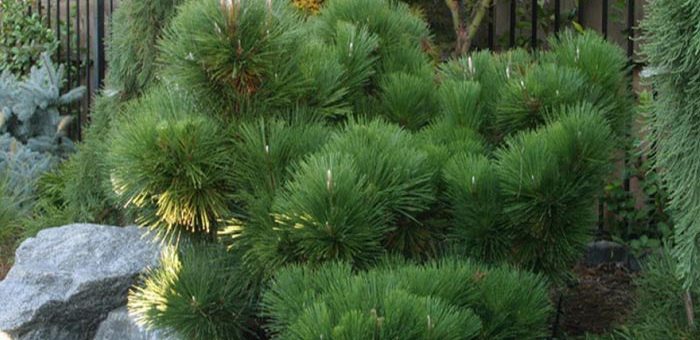 Декоративные сосны для сада фото
