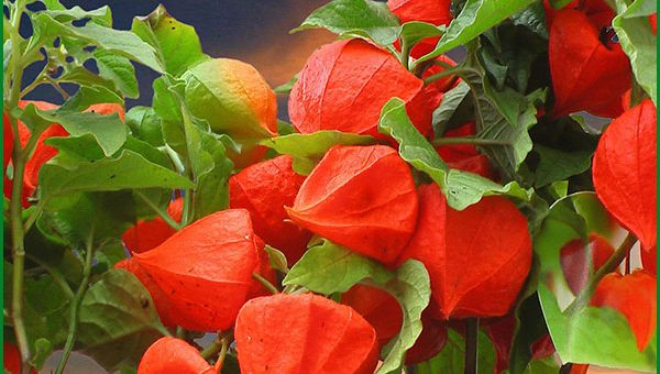 Декоративный физалис – посадки уход в открытом грунте, выращивание из семян, размножение сорта и сочетание в ландшафтном дизайне