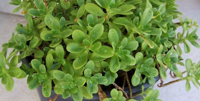 Денежное дерево цветок толстянка – фото, как цветет толстянка в домашних условиях, как выглядит комнатное растение и какие должны быть листочки у серебристой, какое название по научному, а также описание цветов и особенности ухода за ними