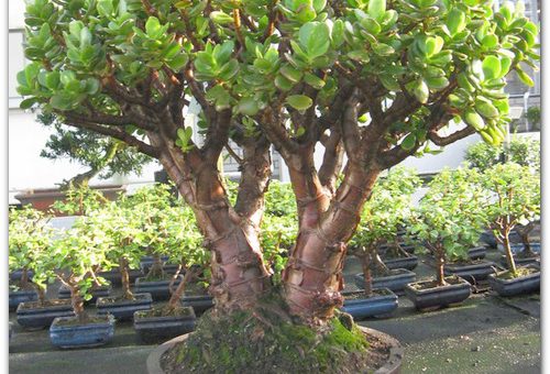 Денежное дерево или толстянка – Выращиваем цветок Денежное дерево — ухаживаем старательно, демонстрируем благосостояние на подоконнике