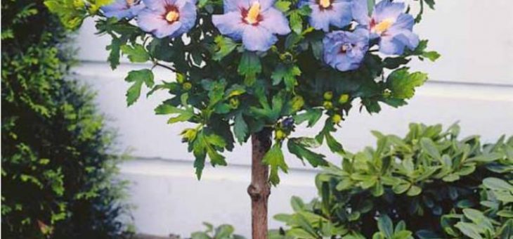 Дерево гибискус фото