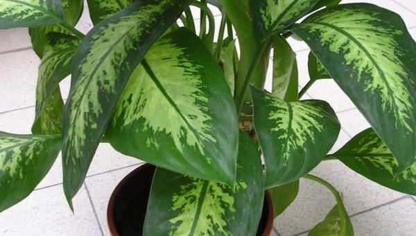 Диффенбахия фото камилла – Комнатное растение диффенбахия, уход и размножение в домашних условиях. Популярные виды и сорта диффенбахии (+фото)