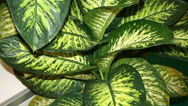 Диффенбахия виды – виды, крупнолистная, Леопольда, Сегуина, Эрстеда, Баумана, прелестная, пестрая, пятнистая, великолепная, популярные, кустовые сорта