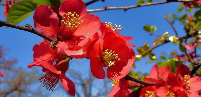 Дикая айва кустарник – Айва японская (хеномелес): выращивание, размножение, уход, посадка, сорта и полезные свойства кустарника японской айвы