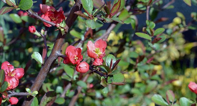 Дикая айва кустарник – характеристика, посадка, уход, размножение семенами, черенками, пересадка, польза и вред, сорта, применение в ландшафтном дизайне