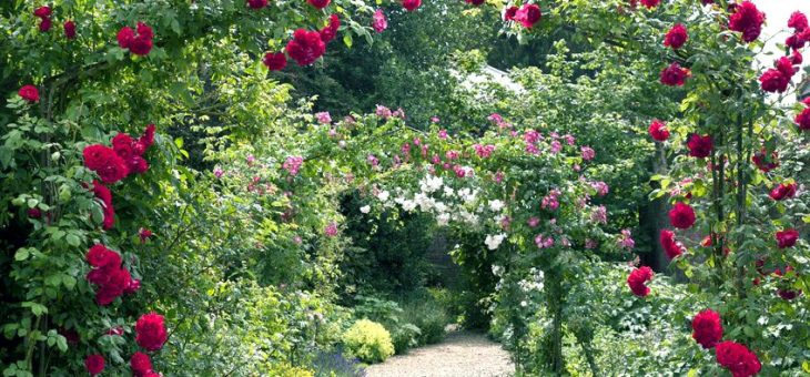 Дизайн розы в саду – Розы в ландшафтном дизайне сада, в том числе плетистые, почвокровные и прочие, идеи с фото, сочетание с другими цветами