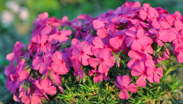 Долгоцветущие цветы