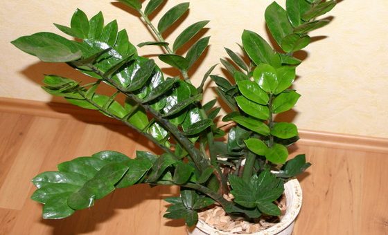 Долларовое дерево цветок как называется