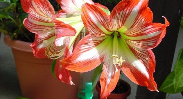 Домашние цветы гиппеаструм фото выращивание посадка и уход – описание, правила ухода в домашних условиях, в саду, в период покоя, после цветения, технология размножения, как заставить цвести, советы