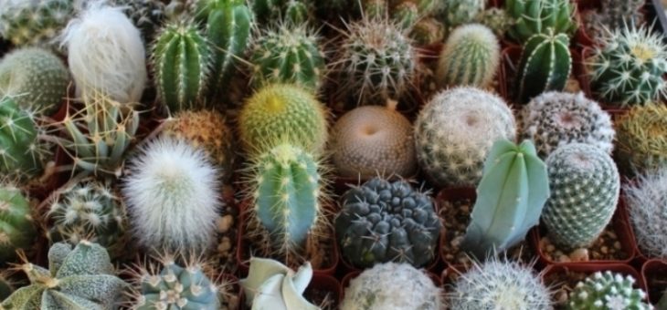 Домашние кактусы виды – виды домашних комнатных растений, красивые цветущие, с листьями плоскими и длинными, какие бывают, обыкновенный и желтый, описание, видео