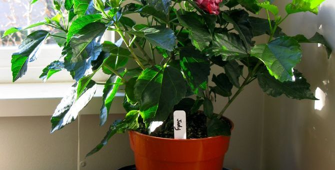 Домашний гибискус фото