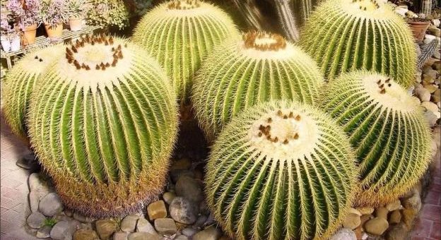 Домашний кактус фото – естественные места обитания и особенности, уход в домашних условиях для его цветения