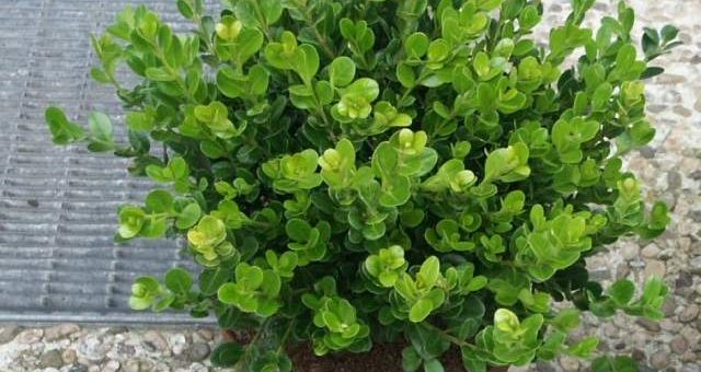 Домашний самшит – размножение вечнозеленого кустарника, обрезка, посадка, уход в домашних условиях и фото