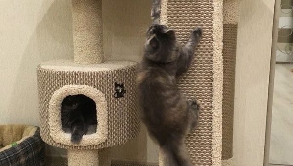 Домики для кошек фото своими руками