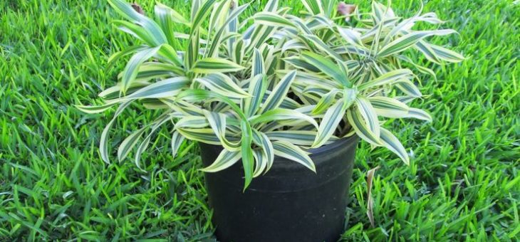 Dracaena драцена – Драцена отогнутая – уход в домашних условиях. Выращивание отогнутой драцены, пересадка и размножение. Описание, виды. Фото — Flowertimes.ru