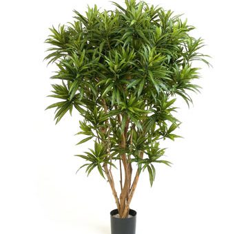 Драцена анита – Драцена рефлекса Анита разветвлённая — купить в интернет-магазине FreshPlants.ru с доставкой по Москве, области, России