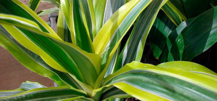 Драцена деремская фото