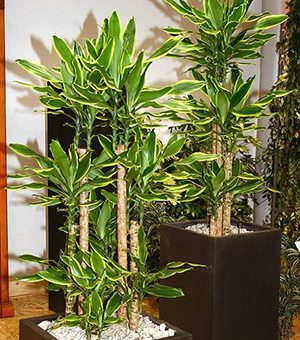 Драцена душистая уход – выращивание и уход в домашних условиях, виды драцены фрагранс, размножение и обрезка