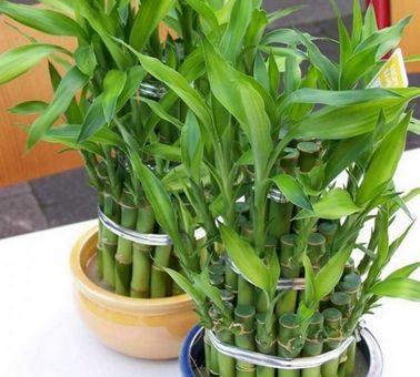 Драцена это – уход в домашних условиях, размножение, обрезка, пересадка (100 фото видов) – Кошкин Дом