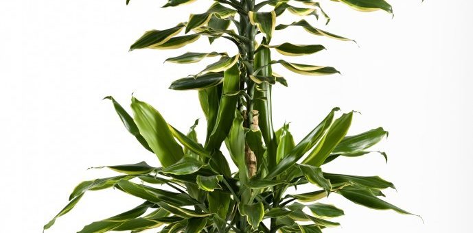 Драцена голден – уход в домашних условиях, как рассадить, почва для драцены, чем подкармливать, черенкование, сорта микс, голд, лайм