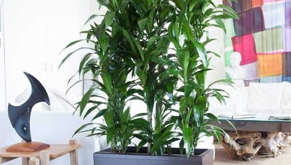 Драцена микс фото уход в домашних условиях – уход в домашних условиях, как рассадить, почва для драцены, чем подкармливать, черенкование, сорта микс, голд, лайм