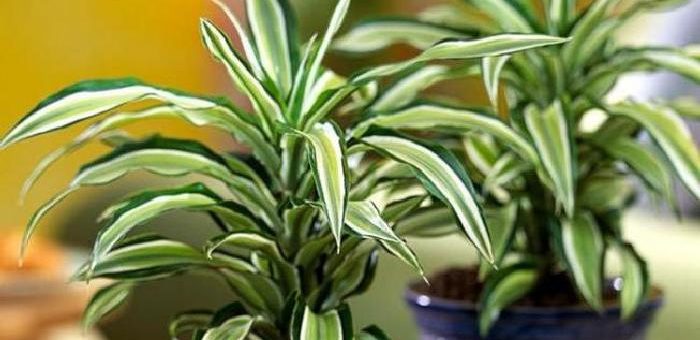 Драцена размножение деремская – фото, уход и размножение в домашних условиях, виды, почему сохнут, вянут листья, почему не цветет, видео