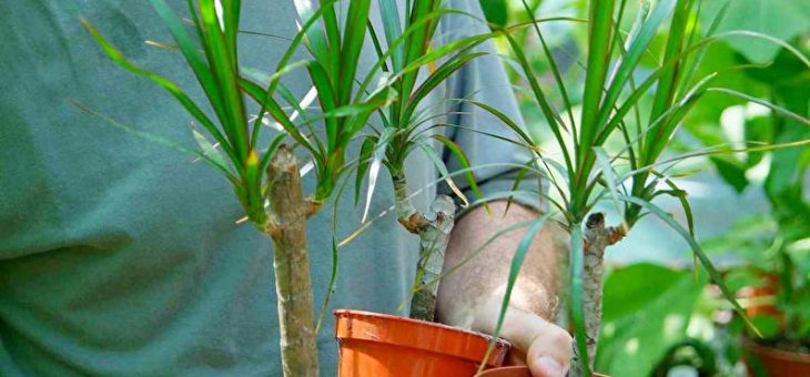 Драцена разновидности фото уход – О цветах, всё и всем. Драцена уход в домашних условиях фото, виды, размножение