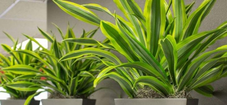 Драцена триколор – описание, фото, уход и в домашних условиях, маджента, триколор, другие виды, пересадка, размножение, желтеют, опадают листья